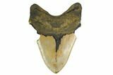Bargain, Fossil Megalodon Tooth - North Carolina #172598-2